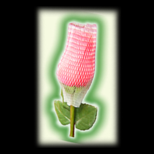 red_plastica07